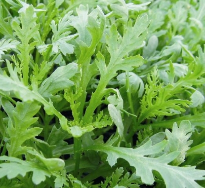 Picture of Chopsuey Green Shungiku